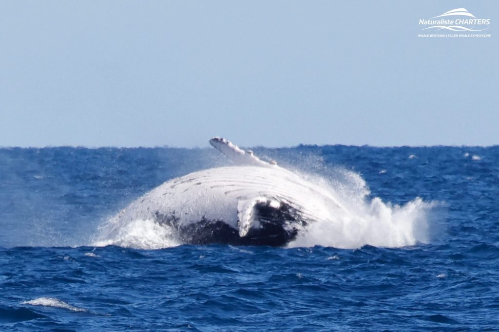 Humpback whale breach Augusta WA